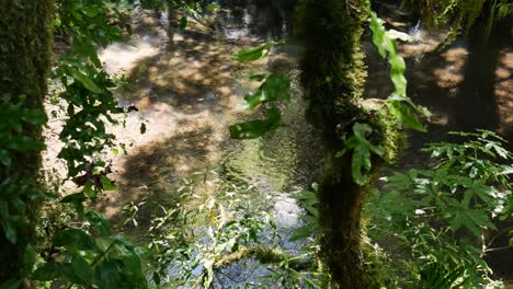 Tropischer-Bach,-Der-An-Sommertagen-Im-Regenwald-Neuseelands-Fließt,-Draufsicht
