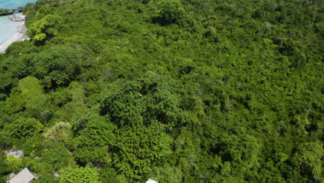 árbol-Baobab-En-La-Selva-Tropical-De-La-Isla-De-Kwale-En-La-Costa-Oceánica-De-Zanzíbar