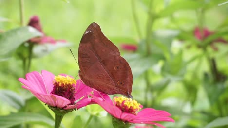 Makro-Nahaufnahme-Eines-Braunen-Junonia-Iphita-Schmetterlings,-Der-Im-Sommer-Pollen-Einer-Rosa-Blume-Sammelt