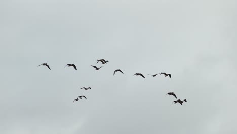 Vögel,-Die-In-Av-Formation-Fliegen,-Um-Die-Ermüdung-Der-Mitglieder-Des-Schwarms-Zu-Reduzieren,-Und-Ein-Großer-Oder-Starker-Vogel,-Der-Den-Weg-Weist,-Um-Während-Der-Migrationszeit-Strömung-Und-Zirkulierende-Luft-Zu-Erzeugen
