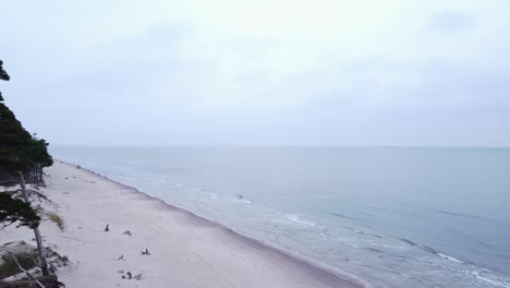 Aerial-view-of-Baltic-sea-coastline-at-Bernati-beach-in-Latvia,-flying-left-near-tight-coastal-pines-at-the-white-sand-beach,-sea-erosion-affected-coastline,-wide-angle-revealing-drone-dolly-shot-left
