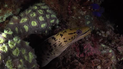 Fimbriated-moray-eel-and-shrimp-on-coral-reef-at-night