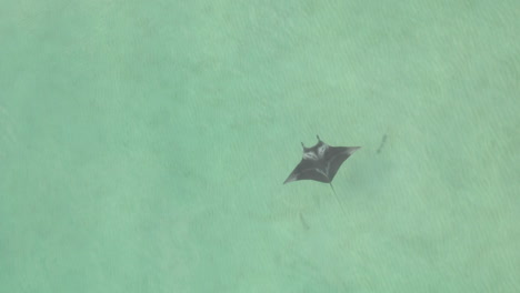 Luftaufnahme:-Mantarochen-Schwimmt-Diagonal-Durch-Den-Flachen-Türkisfarbenen-Ozean