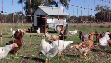 A-shot-looking-through-a-portable-electric-fence-containing-chickens-with-a-chicken-coop-in-Australia