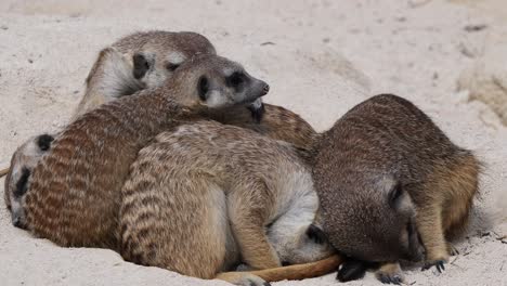 Close-up-shot-of-cute-Meerkat-Babies-Cuddling-together-in-sand-outdoors