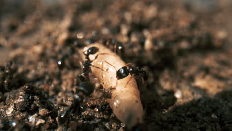 Closeup-macro-view-of-a-team-of-ants-moving-a-slug