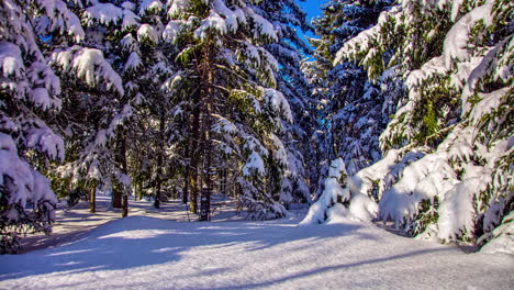 Schneebedeckter-Wald,-Der-Bei-Sonnenuntergang-Im-Zeitraffer-Mit-Sonnenlicht-Beleuchtet-Wird