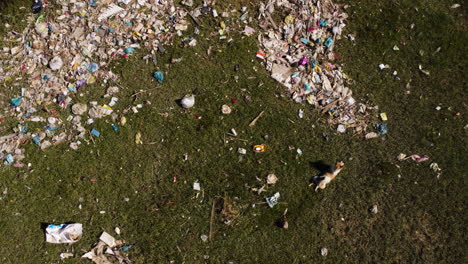 Luftaufnahme-Einer-Verlassenen-Mülldeponie,-Plastikverschmutzung-Auf-Einer-Natürlichen-Grünen-Wiese,-Verlassenes-Ländliches-Gebiet-Mit-Weglaufendem-Streunenden-Hund