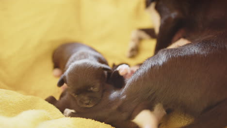 Chihuahuas-Japoneses-De-2-Semanas-De-Edad,-Cachorros-Chihuahua-Con-Su-Madre
