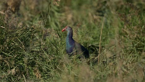 Swamphen-wandering-in-the-wild-bushes-of-grassland-around-the-lake-for-food-at-the-bird-sanctuary