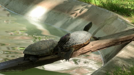 Two-small-turtles-rest-on-top-of-a-board,-which-comes-out-of-the-lake-onto-the-grass