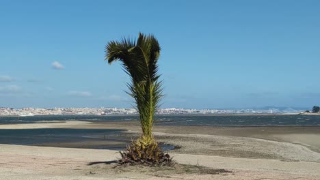 Junge-Palme-Am-Strand,-Die-Während-Des-Sturms-Eunice-An-Einem-Sonnigen-Wintertag-In-Portugal-Von-Extremem-Wind-Verweht-Wurde