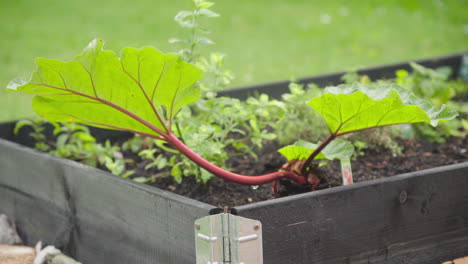 Growing-organic-rhubarb-in-a-garden-bed
