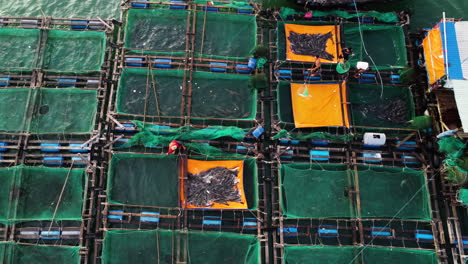 Square-shape-floating-fishing-farms-in-Vietnam,-aerial-top-down-shot