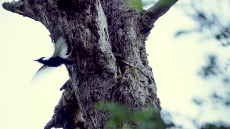 Close-up-of-female-woodpecker-standing-on-wooden-trunk-then-flying-away-surrounded-by-rainforest-at-daytime-in-Huerquehue-National-Park,-Chile