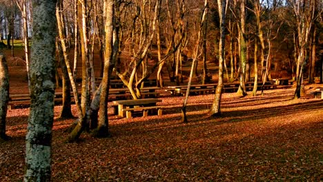 Orange-Autumnal-Woodland-Scene-With-Long-Empty-Wood-Bench