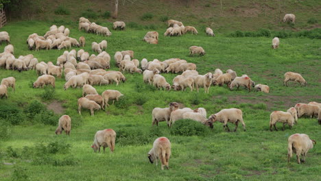 Large-flock-of-domestic-sheep-grazing-in-sparse-grass-pasture,-Romania