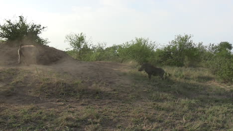 Warthog-and-Hyena-Standoff,-Animals-Fighting-Over-Territory-in-African-Savanna