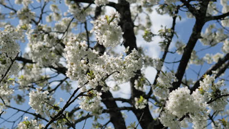 Spring-cherry-tree-flowering-with-blue-sky-behind-and-fluttering-in-the-wind
