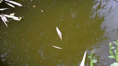 Dirty,-green-pond-water-with-leafs-on-the-surface-and-flies-buzzing-around