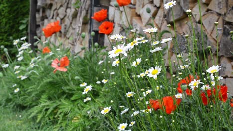 Innumerable-poppies-and-daisies-growing-on-the-ground-in-front-of-piles-of-firewood