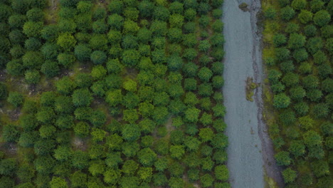 Aerial-top-down-view-over-pine-tree-plantation