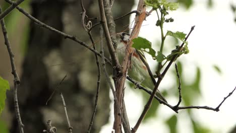 Kastanienseitiger-Warbler-Vogel,-Der-Tagsüber-Auf-Einem-Ast-Mit-Einem-Dünnen-Zweig-Im-Schnabel-Thront