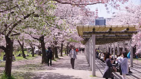 Vibrant-Sakura-Tree-Alley-in-Osaka-Castle-Park-with-Tourists,-Pan-Right-as-petals-all-trees