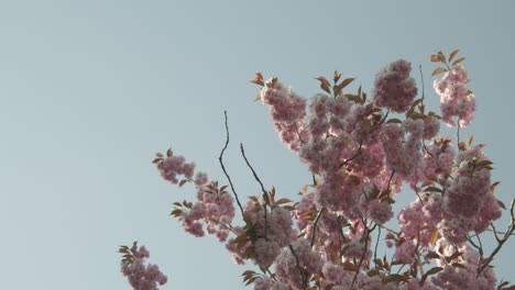 Branches-of-a-Cherry-Blossom-in-front-of-the-blue-sky-on-a-sunny-day-4k-60fps