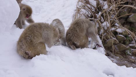 Macaca-Fuscata,-Mono-De-Nieve-Macacos-Japoneses-Forrajeando-En-La-Nieve