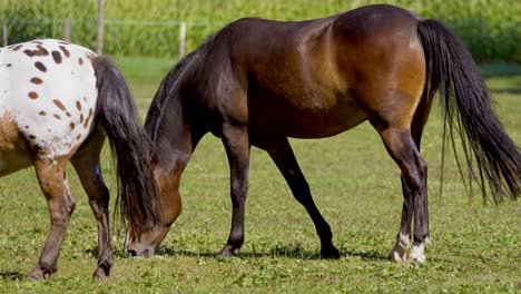 Medium-shot-of-pretty-brown-horse-and-white-with-dots-grazing-on-pasture-during-sunlight---slow-motion