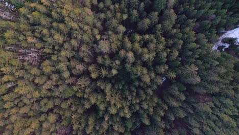 A-bird's-eye-view-from-above-on-the-treetops-in-a-dense-winter-forest