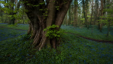 Zeitraffer-Des-Glockenblumenwaldes-Im-Frühling-Im-Naturpark-In-Irland