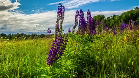 Close-up-video-of-blooming-purple-flowering-over-sunny-green-meadow-with-winds-blowing-and-clouds-passing-by-in-the-background-in-timelapse