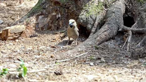 A-hawfinch-eats-seeds-at-the-bottom-of-a-tree