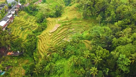 Bellas-Imágenes-Cinematográficas-De-Ubud,-Bali-Drone-Con-Exótica-Terraza-De-Arroz,-Pequeñas-Granjas-Y-Plantaciones-Agroforestales