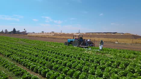 Tilt-Shot-Of-Tractor-at-Cabbage-Field-at-Sdot-Negev-Israel
