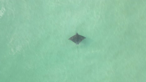 Eagle-Ray-glides-effortlessly-through-shallow,-clear-pale-green-sea