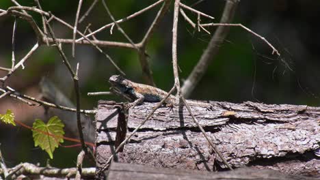 Male-eastern-fence-lizard-perches-on-top-of-a-pine-log-on-a-windy-day