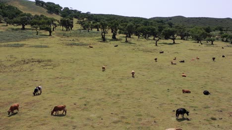 Aerial-View-Herd-of-Cows-in-Serene-Landscape-of-Madeira-Island-Grazing-in-Meadow-on-Sunny-Day,-Drone-Shot
