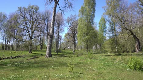 Statische-Aufnahme-Eines-Schwedischen-Waldes