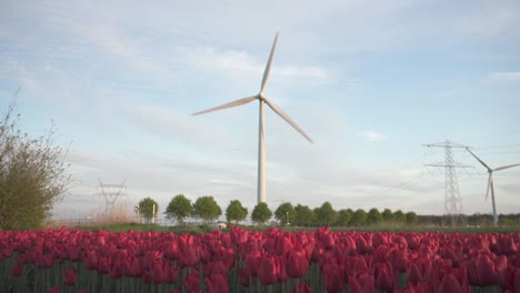Field-Of-Red-Tulip-Flowers-With-Wind-Turbines-In-The-Netherlands---wide-shot