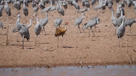 Sandhill-crane-juvenile-striding-next-to-drying-desert-pond