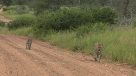 Un-Clip-Suave-De-Una-Madre-Leopardo-Conduciendo-A-Su-Cachorro-Por-Un-Camino-De-Tierra-En-La-Reserva-Sudafricana