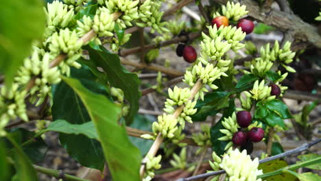 Nahaufnahme-Einer-Kaffeepflanze-In-Einer-Blühenden-Feldplantage,-Weiße-Blütenblüte
