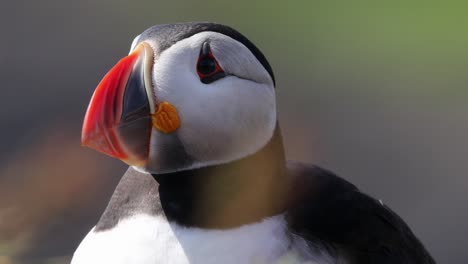 puffin-headshot-showing-colourful-bill-and-turning-head,-Treshnish-Islands,-Scotland,-close-up