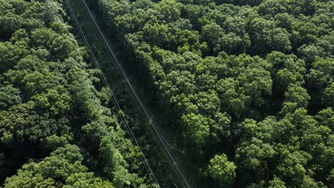 An-aerial-view-over-tall-green-trees-on-a-sunny-day-on-Long-Island,-NY
