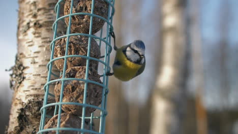 Closeup-view-of-small-Eurasian-blue-tit-bird-holding-on-garden-feeder,-day