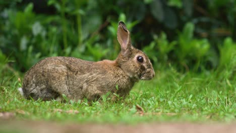 Conejo-Atento-Mirando-A-La-Cámara-Mientras-Mastica-Verde-Del-Exuberante-Jardín-Verde