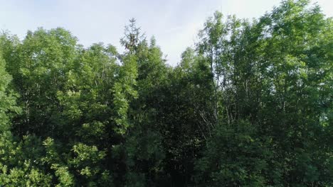 Aufsteigende-Luftaufnahme-über-Bäumen-Der-Bayerischen-Landschaft-An-Einem-Schönen-Sonnigen-Sommertag-Mit-Bauernhöfen-Und-Feldern,-Die-Sich-Bis-Zum-Horizont-Erstrecken